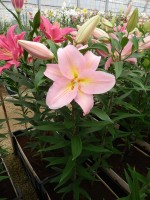 [4201 Fenice No01.JPG]